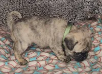 Jax, a male Pug for sale in Parsons, KS – 6 of 6