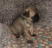 Jax, a male Pug for sale in Parsons, KS – 4 of 6