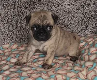 Jax, a male Pug for sale in Parsons, KS – 5 of 6