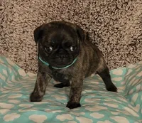 Clover, a female Pug for sale in Parsons, KS – 2 of 9