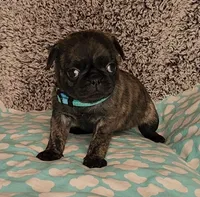 Clover, a female Pug for sale in Parsons, KS – 4 of 9