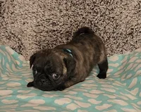Clover, a female Pug for sale in Parsons, KS – 1 of 9