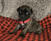 June, a female Pug for sale in Parsons, KS – 3 of 5