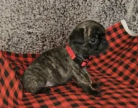 June, a female Pug for sale in Parsons, KS – 4 of 5
