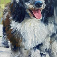 Winston, a male Pomapoo and Poodle - Miniature  for sale in Tampa, FL – Photo 4 of 4