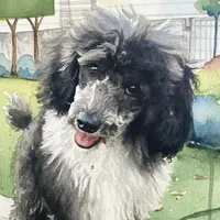 Winston, a male Pomapoo and Poodle - Miniature  for sale in Tampa, FL – Photo 1 of 4