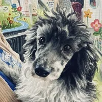 Winston, a male Pomapoo and Poodle - Miniature  for sale in Tampa, FL – Photo 2 of 4