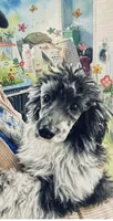 Winston, a male Pomapoo and Poodle - Miniature  for sale in Tampa, FL – Photo 2 of 7
