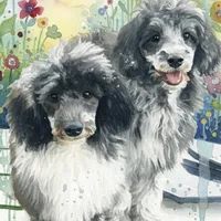 Winston, a male Pomapoo and Poodle - Miniature  for sale in Tampa, FL – Photo 3 of 4