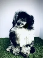 Winston, a male Pomapoo and Poodle - Miniature  for sale in Tampa, FL – Photo 5 of 7