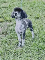 Hudson, a male Poodle - Miniature  for sale in Tampa, FL – 3 of 3