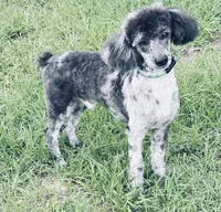 Hudson, a male Poodle - Miniature  for sale in Tampa, FL – 2 of 3