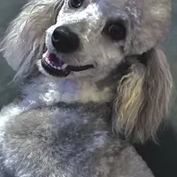 Abbey, a female Pomeranian and Poodle - Miniature  for sale in Tampa, FL – Photo 7 of 7