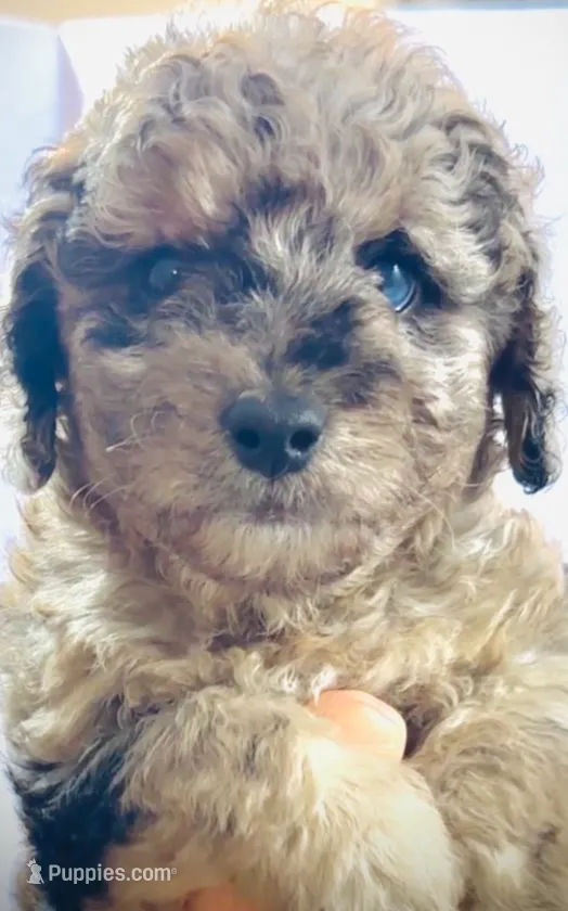 processed/3e26f3a8-e56d-48c1-bacc-2bb1e214c920/listing/9ae4d149-989f-4af4-a974-3db049cc3ae2/6219fc3a-3c39-4942-aab5-48ca379f42d9