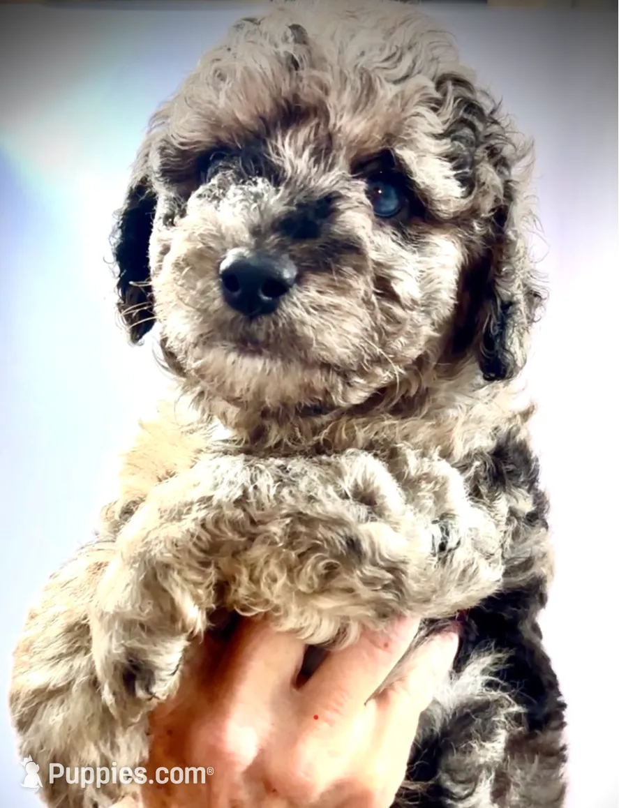 processed/3e26f3a8-e56d-48c1-bacc-2bb1e214c920/listing/9ae4d149-989f-4af4-a974-3db049cc3ae2/c77185a2-d9e4-43a6-8884-7a088ab11b66