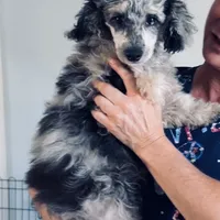 Abbey, a female Pomeranian and Poodle - Miniature  for sale in Tampa, FL – Photo 1 of 7