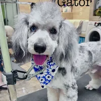 Abbey, a female Pomeranian and Poodle - Miniature  for sale in Tampa, FL – Photo 6 of 7