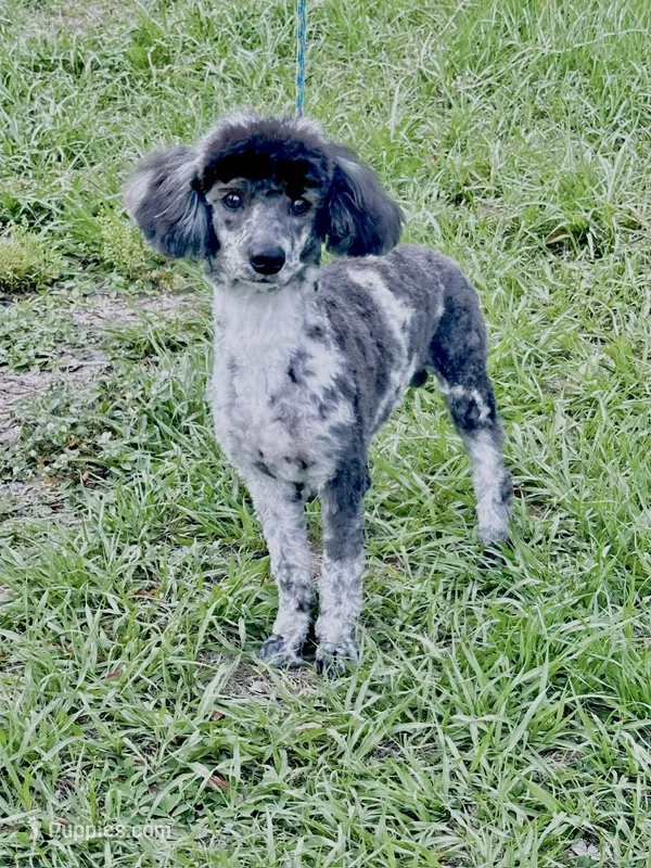 Hudson – Poodle - Miniature  puppy for sale in Tampa, FL
