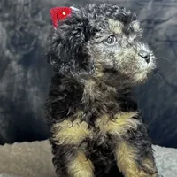 Taylor, a female Pomeranian and Poodle - Miniature  for sale in Tampa, FL – Photo 4 of 4