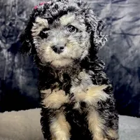 Taylor, a female Pomeranian and Poodle - Miniature  for sale in Tampa, FL – Photo 3 of 4