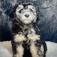 Taylor, a female Pomeranian and Poodle - Miniature  for sale in Tampa, FL – Photo 2 of 4