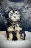 Taylor, a female Pomeranian and Poodle - Miniature  for sale in Tampa, FL – Photo 2 of 4