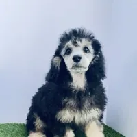 Taylor, a female Pomeranian and Poodle - Miniature  for sale in Tampa, FL – Photo 1 of 4