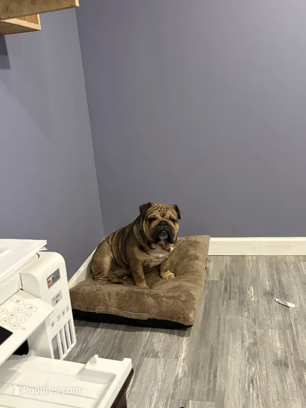 MAX – English Bulldog puppy for sale in Round Lake, IL