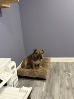 MAX, a male English Bulldog for sale in Round Lake, IL – 1 of 2