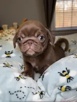 Chocolate pug female Mishka, a female Pug for sale in Brewster, NY – 2 of 3