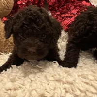 LUCA, a male Lagotto Romagnolo for sale in Brewster, NY – 6 of 6