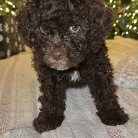 LUCA, a male Lagotto Romagnolo for sale in Brewster, NY – 1 of 6