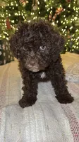 LUCA, a male Lagotto Romagnolo for sale in Brewster, NY – Photo 1 of 6