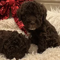 LUCA, a male Lagotto Romagnolo for sale in Brewster, NY – 3 of 6