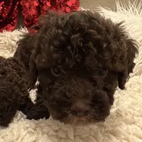 LUCA, a male Lagotto Romagnolo for sale in Brewster, NY – 4 of 6