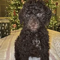 LUCA, a male Lagotto Romagnolo for sale in Brewster, NY – 2 of 6