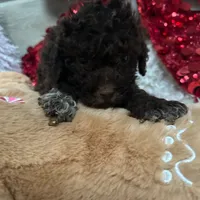 LUCA, a male Lagotto Romagnolo for sale in Brewster, NY – 5 of 6