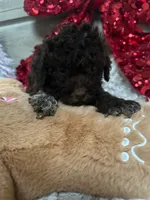 LUCA, a male Lagotto Romagnolo for sale in Brewster, NY – Photo 5 of 6