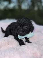 Panda, a male Poodle - Toy  for sale in Brewster, NY – Photo 2 of 3