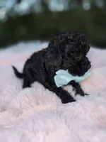 Panda, a male Poodle - Toy  for sale in Brewster, NY – Photo 3 of 3