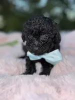 Panda, a male Poodle - Toy  for sale in Brewster, NY – Photo 1 of 3