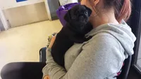 Sofie, a female Pug for sale in Brewster, NY – 5 of 6