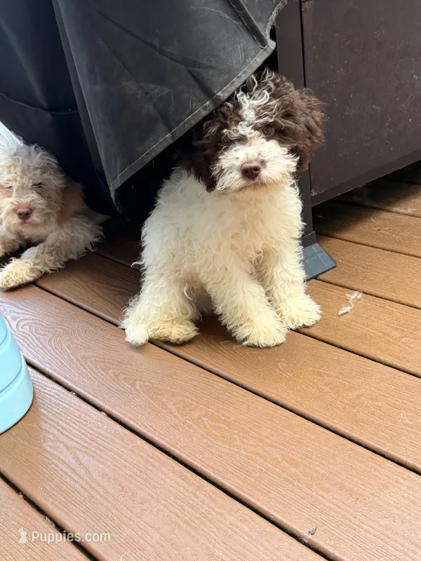 Frankie  – Lagotto Romagnolo puppy for sale in Brewster, NY