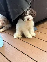 Frankie , a male Lagotto Romagnolo for sale in Brewster, NY – 1 of 8