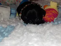 Sofie, a female Pug for sale in Brewster, NY – 4 of 6