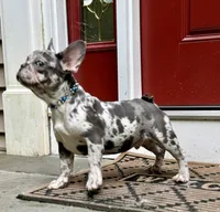 Bruno, a male French Bulldog for sale in Brewster, NY – Photo 3 of 4