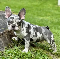 Bruno, a male French Bulldog for sale in Brewster, NY – Photo 2 of 4