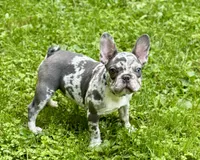Bruno, a male French Bulldog for sale in Brewster, NY – Photo 1 of 4
