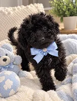 Cane , a male Poodle - Toy  for sale in Brewster, NY – 2 of 3