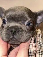 TAI, a male French Bulldog for sale in Brewster, NY – Photo 2 of 3